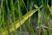 Pipefish (Syngnathus acus) in a seagrass meadow (Cymodocea nodosa). Fish of the Canary Islands, Tenerife.