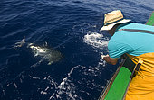 Artisanal and selective tuna fishing (Thunnus obesus). Atlantic Ocean, Makaronesia. Island of Tenerife. Canary Islands.