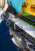 Artisanal and selective tuna fishing (Thunnus obesus). Atlantic Ocean, Makaronesia. Island of Tenerife. Canary Islands.