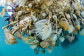 Wreathy-tuft tube worm (Spirographis spallanzanii), under a pontoon, in the port of Cap d'Agde, Herault, Occitania, France.