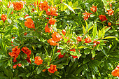 Dwarf Pomegranate 'Nana', Punica granatum 'Nana' in bloom