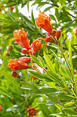 Dwarf Pomegranate 'Nana', Punica granatum 'Nana' flowers