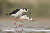 Mating Black-winged stilt, Rome, Italy, May 2020