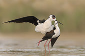 Mating Black-winged stilt, Rome, Italy, May 2020