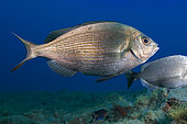 Black seabream (Spondyliosoma cantharus). Fish of the Canary Islands, Tenerife.