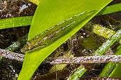 Clingfish (Opeatogenys cadenati). Fish of the Canary Islands, Tenerife.