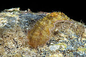 Warty seahare (Dolabrifera dolabrifera), gastropod mollusk of the aplysia family. Its color pattern can vary according to the specimen. Marine invertebrates of the Canary Islands, Tenerife.
