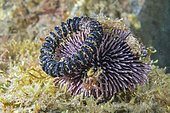 contamination: Purple sea urchin (Sphaerechinus granularis).Tenerife, Canary Islands.