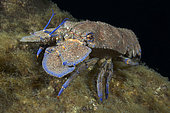 Rock lobster (Scyllarides latus). El Hierro, Canary Islands.