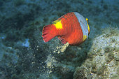 Parrotfish defecating -female- (Sparisoma cretense). Fish of the Canary Islands, Tenerife.
