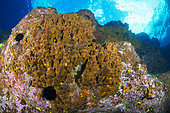 Golden sponge (Verongia aerophoba). Marine invertebrates of the Canary Islands, La Gomera.