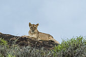 A lion cub, Panthera leo, resting on a kopje known as Lion Rock in Lualenyi reserve. Tsavo, Kenya.
