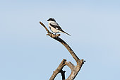 A male grey-backed fiscal (Lanius excubitoroides) on a tree branch. Tsavo, Kenya.