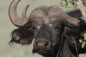 African buffalo (Syncerus caffer), Tsavo, Kenya.