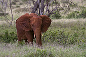 A young African elephant (Loxodonta africana), feeding, Tsavo, Kenya.