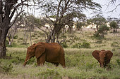 An African elephant, Loxodonta africana, and its young, feeding, Tsavo, Kenya.