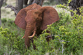 African elephant (Loxodonta africana) eating, Tsavo, Kenya.