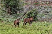 Two warthogs, Phacochoerus africanus, standing at looking at the camera, Tsavo, Kenya.