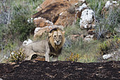 A male lion, Panthera leo, on a kopje known as Lion Rock in Lualenyi reserve, Tsavo, Kenya.