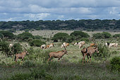 East African oryx, Oryx beisa, known also as Beisa oryx, passing by a cattle herd illegaly grazing in the Tsavo West National Park, Kenya.
