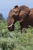 African elephant (Loxodonta africana) eating, Tsavo, Kenya.