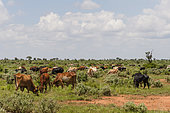 Catle illegally grazing into the Tsavo West National Park near lake Gipe, Kenya.