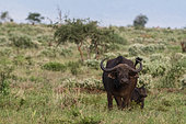 African buffalo (Syncerus caffer) and its calf, Tsavo, Kenya.
