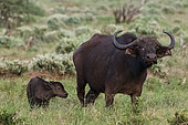 African buffalo (Syncerus caffer) and its calf, Tsavo, Kenya.
