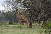 Portrait of a giraffe (Giraffa camelopardalis), Tsavo, Kenya