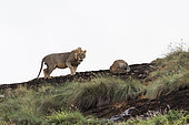 A short mane male lion (Panthera leo), on a kopje known as Lion Rock in Lualenyi reserve, Tsavo, Kenya.