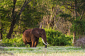An African elephant (Loxodonta africana), walking in a forest, Tsavo, Kenya.