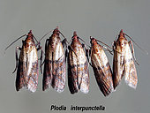 Cinq papillons Plodia interpunctella ayant émergés des noix le 26 juin 2019. On les appelle aussi teigne des fruits secs. Crespià - Esp. le 3.06.2019