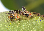 Laying of Rhagoletis c. The female pierces the cuticle to lay an egg. On contact with air, the sap quickly oxidizes and turns brown around the ovipositor. The male stayed beside to watch the laying. In the circle: some Rhagoletis eggs.