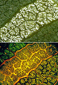 Reverse side of a leaf affected by Microstroma juglandis. The white dots are sporangia erected from plant cells. The bottom image is the same, but illuminated from below with the cells filled with conidia. Céret, France - 18.06.2019
