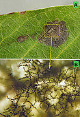A - Contamination stain of the fungus Alternaria alternata on walnut leaf. B - Enlarged area A seen under a transparency microscope. with formation of conidial chains of Alternaria alternata. Gr. X 250 - Crespià, Spain, 02.07.2019
