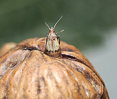 Emergence of the Plodia interpucntella butterfly from a walnut - Crespià, Spain, 16.08.2019