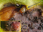 Anything is possible: The opening of the husk shows a cohabitation between some young Polyodaspis maggots which feed on the husk and a caterpillar close to its exit. (arrow) The insert shows another part of the brou with very young maggots. Isère, France