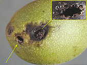 Nine eggs of Polyodaspis were deposited near the hole of caterpillar Lepidoptera, without counting the eggs hidden in the hole and in the crumbs. On the left, exit hole the caterpillar, larger than the entrance hole. (arrow)