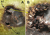 A 1 - Caterpillar hole in the brou. - A 2 - Caterpillar exit hole. Note the 10 white chorions of Polyodaspis. B - Enlarged image A shows about 40 Polyodaspis chorions on the cuticle. - Saint Avit Rivière - Dorgogne - France - the 20.07.2020