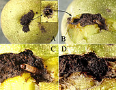 A - (Oxidized) particles rejected by the caterpillar entering the nut near the stalk. B - After cutting the husk, a Cydia pomonella caterpillar is found in its gallery. C - Close-up of the Cydia pomonella caterpillar. D - After being discovered, the caterpillar quickly plugged its gallery with particles from the husk. Saint Avit Riviere - Dordogne - France - the 18.08.2020 -