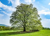 Common beech (Fagus sylvatica) in spring, solitary tree, near Fladungen, Bavaria, Germany, Europe