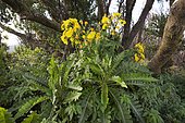 Gomera sowthistle (Sonchus gomerensis), Garajonay National Park, La Gomera, Canary Islands, Spain, Europe