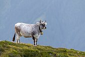 Cow on the mountain pasture, Tyrolean grey cattle, Salfeins-Alm, Stubai Alps, Tyrol, Austria, Europe