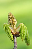 Horse chestnut (Aesculus hippocastanum), leaf shoots and flower buds, North Rhine-Westphalia, Germany, Europe