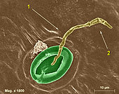 1 - Germ tube advancing towards the open stoma; 2 - Spore emitting germ tube. on 19.08.2019 - SEM X 1800 -