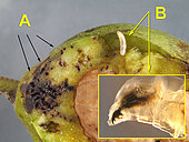 A. Husk cut with small galleries of Polyodaspis ruficornis maggots. B - Fly maggot Rhagoletis. In the insert: Mandibular hook of a Rhagoletis maggot. September 16, 2018