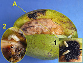 A: Rhagoletis laying area degraded by maggots. Box 1 shows two maggots in the brou. Inset 2 is a meeting between a caterpillar and a Rhagoletis maggot. September 20, 2019 - Varacieux - Isère - France
