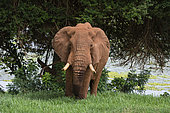 An African elephant (Loxodonta africana) standing and looking at the camera, Tsavo, Kenya.
