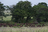 African buffalos (Syncerus caffer), Tsavo, Kenya.