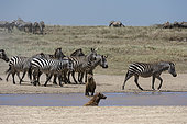 Spotted hyaena (Crocura crocuta), Ndutu, Ngorongoro Conservation Area, Serengeti, Tanzania.